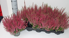 Calluna Garden Girls Franca 12Ø 26cm