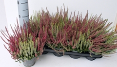 Calluna Garden Girls Twin Girls 12Ø 25cm