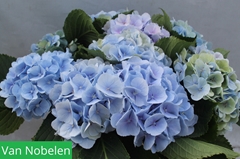 Hydrangea Verena Blue 60cm 16-18cm Hd