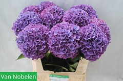 Hydrangea Glowing Alps Purple 80cm 18-20cm Hd