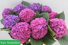 Hydrangea Glowing Alps Purple 60cm 14-16cm Hd