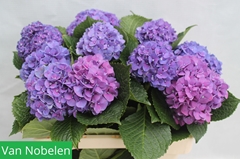 Hydrangea Glowing Alps Purple 55cm 10-12cm Hd