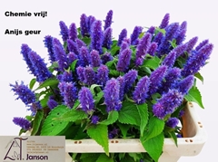 Agastache 55cm