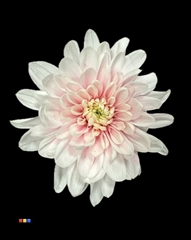 Chrysanth Spray Painted Baltica 70cm