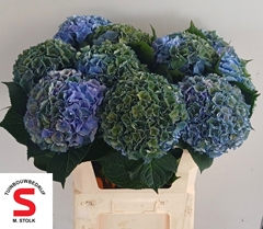 Hydrangea Pompidou Classic 75cm 21-23cm Hd