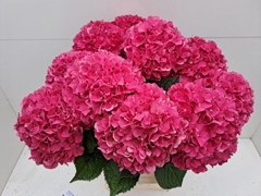 Hydrangea Glowing Alps 65cm 17-19cm Hd