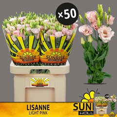 Eustoma Double Lisanne Light Pink 70cm