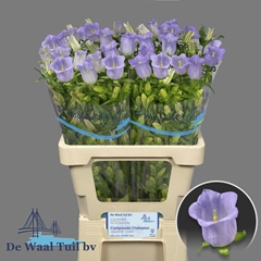 Campanula Champion Lavender 70cm