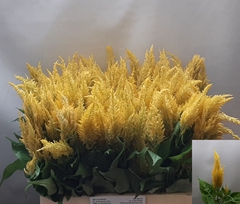 Celosia Century Yellow 60cm