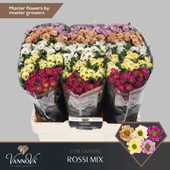 Chrysanth Santini Rossi Mixed 55cm 44gr.