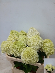 Hydrangea Limelight 80cm 13-15cm Hd