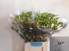 Freesia Double Versailles 50cm 10gr.