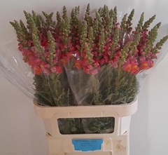 Antirrhinum Potomac Dark Orange 80cm