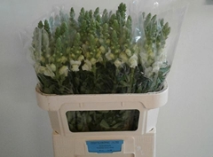 Antirrhinum Potomac Ivory White 80cm