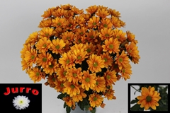 Chrysanth Spray Orangina 70cm 85gr.