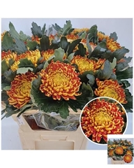 Chrysanth Single Fuego 80cm 140gr.