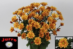 Chrysanth Spray Palette 70cm 100gr.