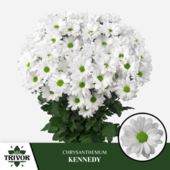 Chrysanth Spray Kennedy 70cm 95gr.