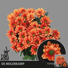 Chrysanth Spray Timon 70cm 75gr.