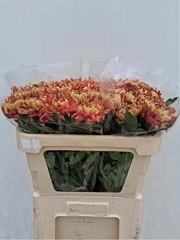 Chrysanth Single Hanenburg 70cm 80gr.