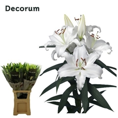 Lily Oriental Universe 100cm 5+