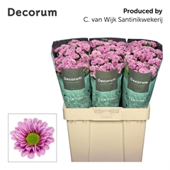 Chrysanth Santini Fabiani Pink 55cm 44gr.