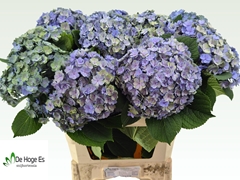 Hydrangea Beautensia Luxor Classic 80cm 22-24cm Hd