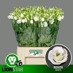 Eustoma Double Rosita White 65cm