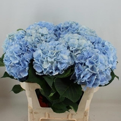 Hydrangea Verena Blue 80cm 20-22cm Hd