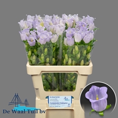 Campanula Champion Lavender 60cm