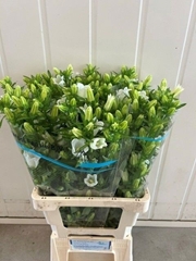Campanula Champion White 70cm