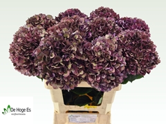 Hydrangea Rubyred 60cm 18-20cm Hd