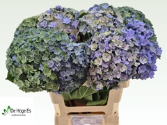 Hydrangea Beautensia Luxor Classic 60cm 18-20cm Hd