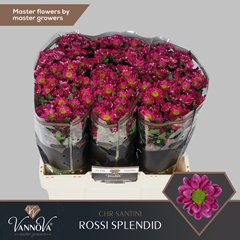 Chrysanth Santini Rossi Splendid 55cm 44gr.