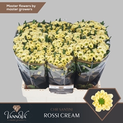 Chrysanth Santini Rossi Cream 55cm 44gr.