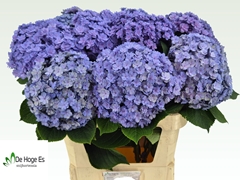 Hydrangea Beautensia Luxor Blue 80cm 22-24cm Hd