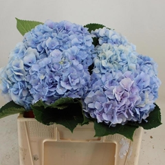 Hydrangea Verena Blue 50cm 16-18cm Hd