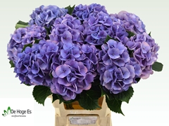 Hydrangea Royal Love 65cm 18-20cm Hd