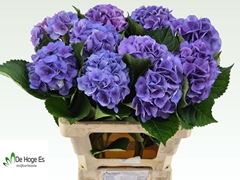 Hydrangea Royal Love 60cm 12-14cm Hd