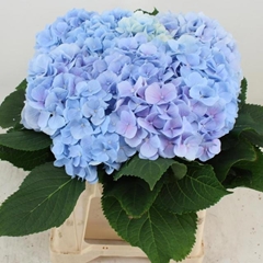Hydrangea Verena Blue 40cm 13-15cm Hd