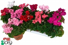 Cyclamen Super Serie Carino 10Ø 25cm