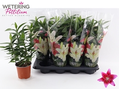 Lily Oriental Sunny Keys 13Ø 44cm