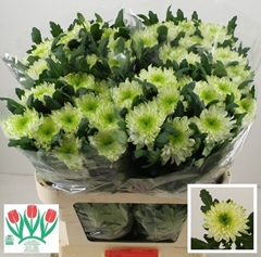 Chrysanth Single Zembla Lime 70cm 90gr.