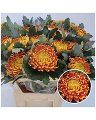 Chrysanth Single Fuego 80cm 140gr.