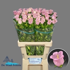 Campanula Campana Pearl Pink 70cm