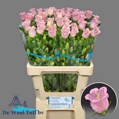 Campanula Campana Pearl Pink 70cm