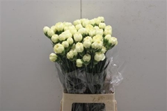 Dianthus Single Wedding 75cm
