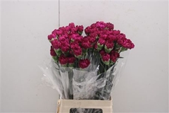 Dianthus Single Golem 70cm