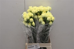 Dianthus Single Diletta 70cm