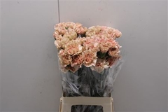 Dianthus Single Caramel 70cm